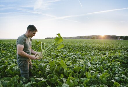 Pesticidenanalyses